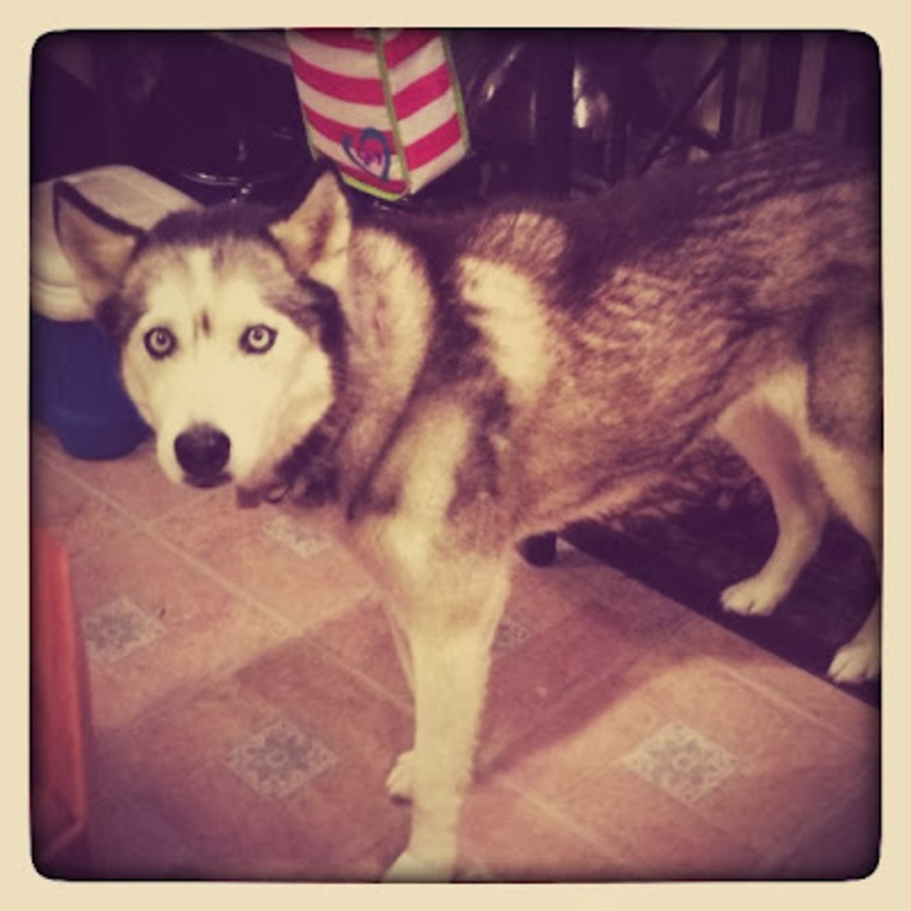 Meet your Posher, Julia